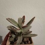 Kalanchoe tomentosa 葉