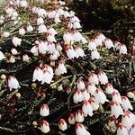 Cassiope lycopodioides Flower