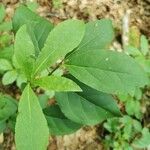 Euonymus latifoliusLeaf