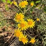 Senecio pterophorus Flower