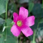 Oxalis debilis Fleur