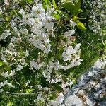 Prunus cerasus Cvet