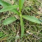 Orchis provincialis Hoja