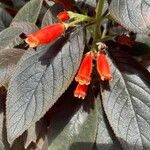 Kohleria amabilis Кветка