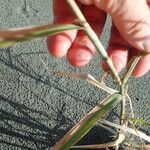 Phragmites karka Leaf