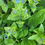 Pentaglottis sempervirensFlower