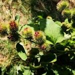 Arctium minusFrucht