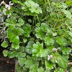 Pelargonium odoratissimum Habit