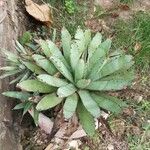 Agave macroacantha Ліст