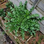 Taraxacum campylodes Plante entière