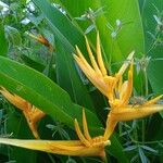 Heliconia psittacorum برگ