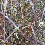 Pennisetum setaceum Leaf