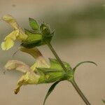 Salvia nubicola Çiçek