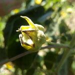 Abutilon exstipulare Fruit