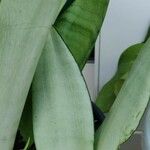 Sansevieria trifasciata Лист