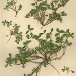 Trifolium retusum 整株植物