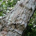 Curatella americana 树皮