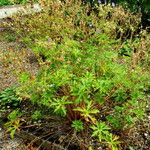 Geranium thunbergii Vivejo