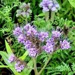 Phacelia tanacetifolia 花