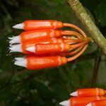 Psammisia ramiflora Цвят
