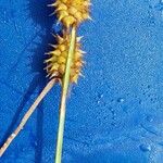 Carex lepidocarpa Fleur