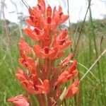 Disa roeperocharoides Flower