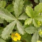 Potentilla reptans Hoja