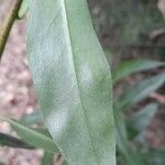 Myoporum laetum 葉