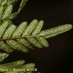 Allosorus fragilis Leaf