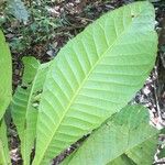 Siparuna pachyantha Leaf