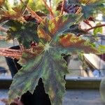 Begonia heracleifoliaFulla