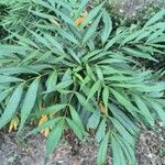 Mahonia fortunei Leaf