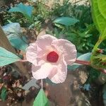 Hibiscus sabdariffaFlower