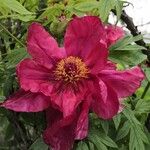 Paeonia × suffruticosa Λουλούδι