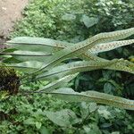 Lepisorus excavatus Leaf