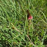 Indigofera schimperi 花