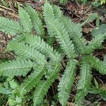 Pteris hamulosa Leaf