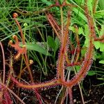 Drosera binata Yaprak