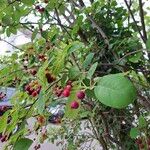 Amelanchier canadensis Fruit