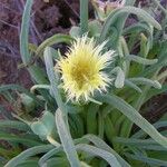 Conicosia pugioniformis Flower