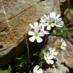 Androsace adfinis Blomst
