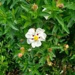 Cistus ladanifer 花