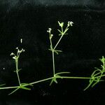 Galium hirtiflorum Характер