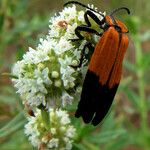 Spermacoce verticillata फूल