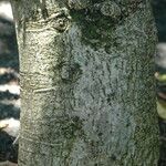 Pisonia grandis 樹皮