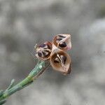 Fumana ericoides Fruit