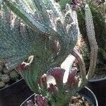 Cereus spegazzinii Leaf