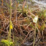 Pinguicula lutea Staniste