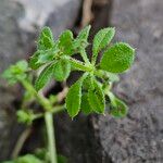 Galium verrucosum Hoja