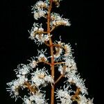 Miconia punctata Blodyn